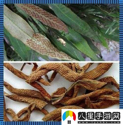 夜戰十女不敗的草藥功效