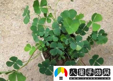 四葉草歐洲和國產(chǎn)區別