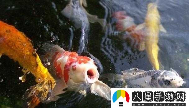 一夾一放怎么放和錦鯉吸水區別之探討