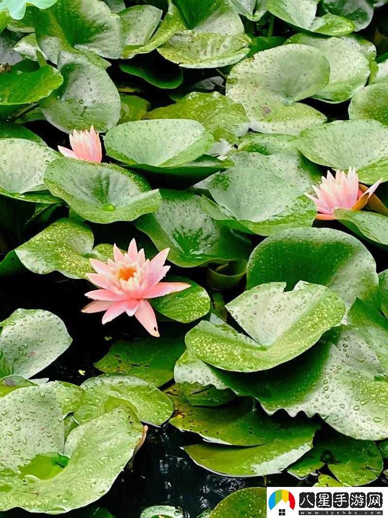 女性半夜蓮花開(kāi)放的治療方法