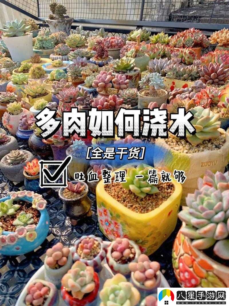 皇家共享小公主多肉怎么養