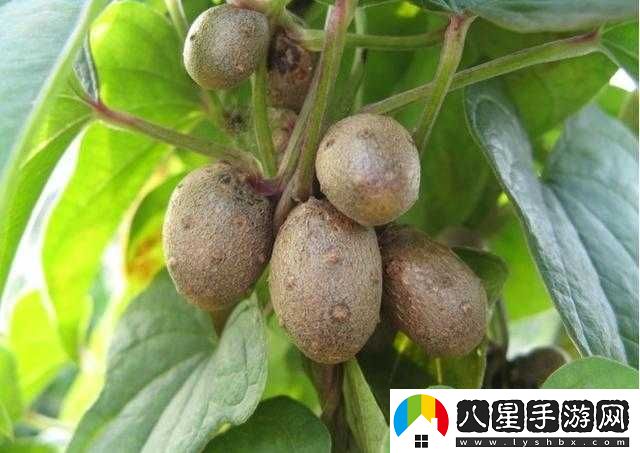 麻花豆精產(chǎn)三產(chǎn)區區別及特點(diǎn)分析