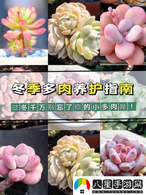 皇家共享小公主多肉怎么養