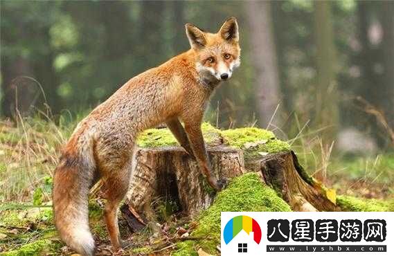 陰陽(yáng)師妖狐信物線(xiàn)索圖片是什么