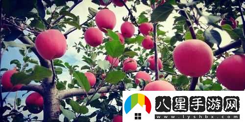 樹(shù)果謎題