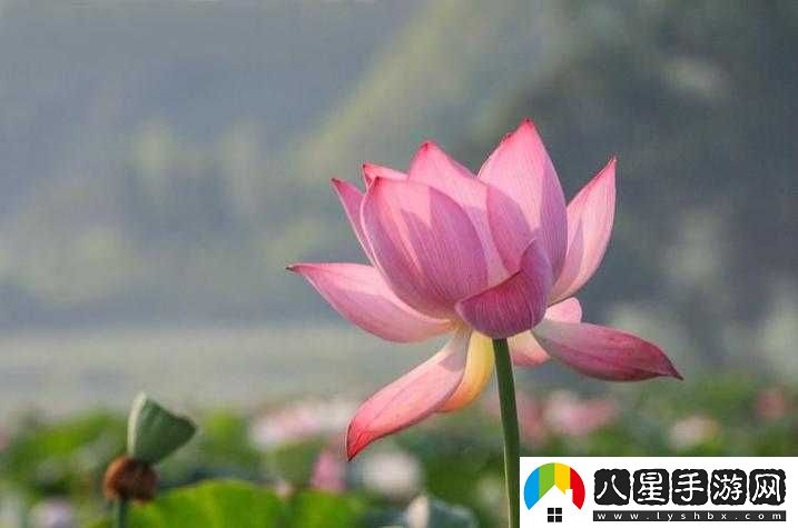 女人晚上蓮花開(kāi)的害處