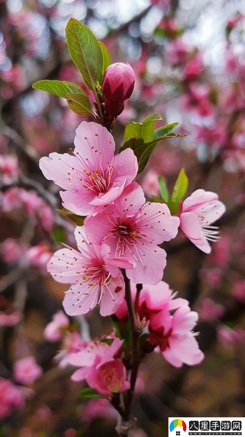 國色天香桃花朵朵開(kāi)
