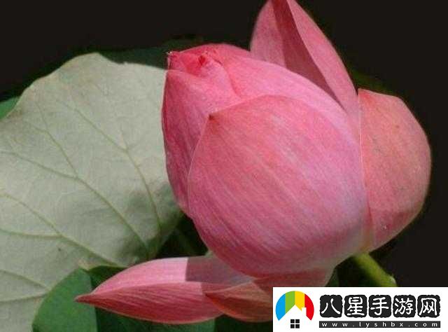 女性半夜蓮花開(kāi)寓意探析