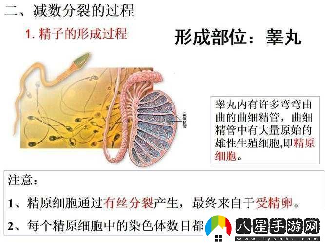 精二與精三區別解讀