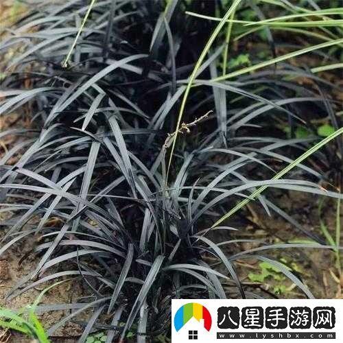 夜夜草類(lèi)型多樣是否為真探究