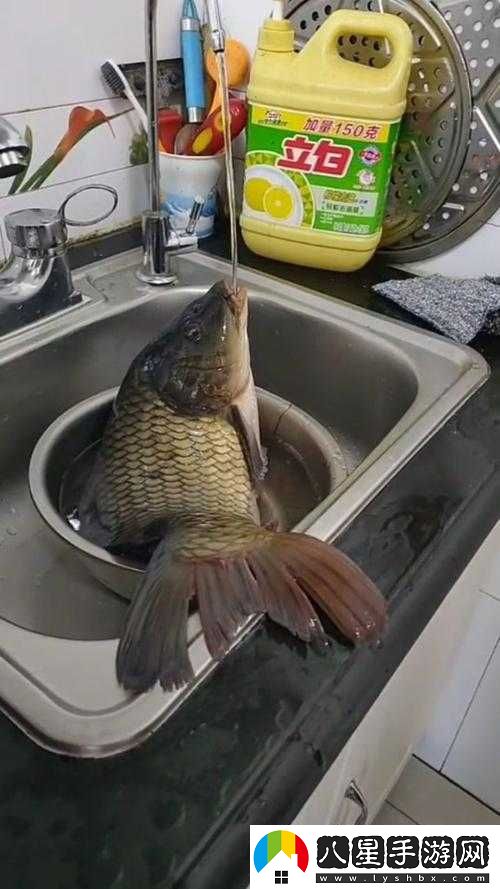 鯉魚(yú)喝水技巧
