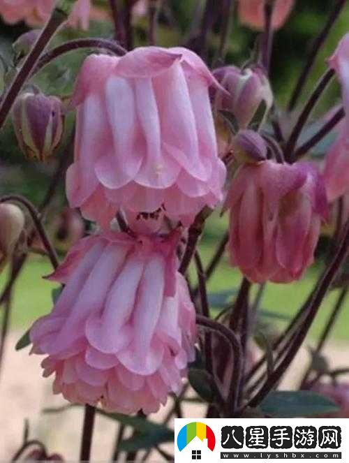室友突然長(cháng)出花