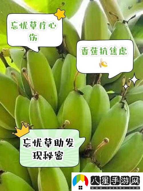 香蕉和忘憂(yōu)草對焦慮的影響