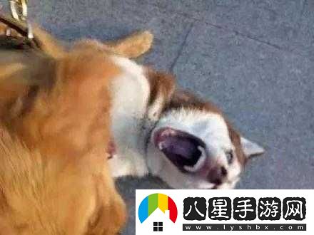 當別人說(shuō)把你摁在地上摩擦時(shí)