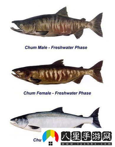 大馬哈魚(yú)與三文魚(yú)