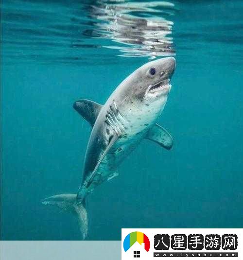 能同時(shí)適應海水和淡水的是鮭魚(yú)還是鯊魚(yú)