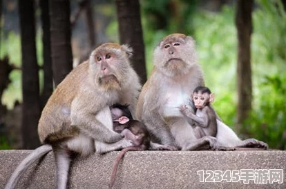 在兩個(gè)人生猴子的場(chǎng)景中，幽默與深刻的生活哲理交織，探討友情與歸屬感的真諦