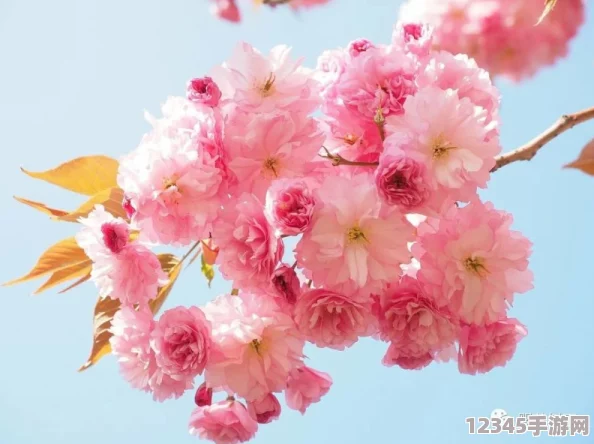 櫻花16q906a：絕美的櫻花風(fēng)情，讓人陶醉其中