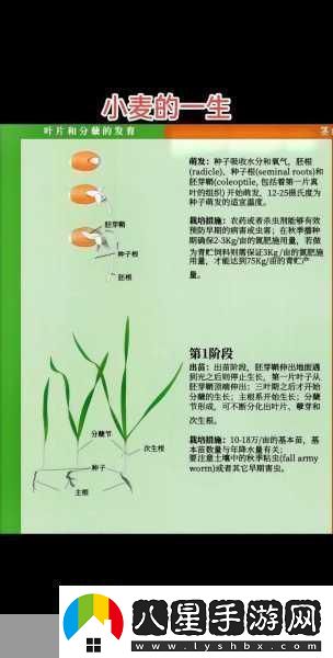 中國最早的小麥栽培證據探秘古老農業(yè)的智慧密碼