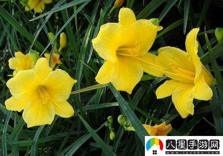香蕉久久丫精品忘憂(yōu)草