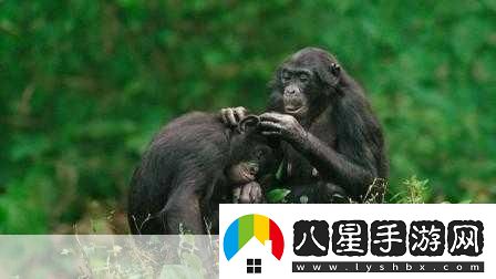 人馬畜禽紀錄片免費