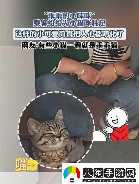 萌寵新紀元！小貓咪大城市2024年攜中文版登陸XGP