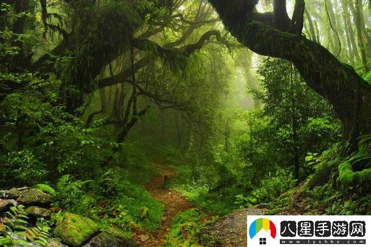 走進(jìn)你的森林，探尋神秘自然