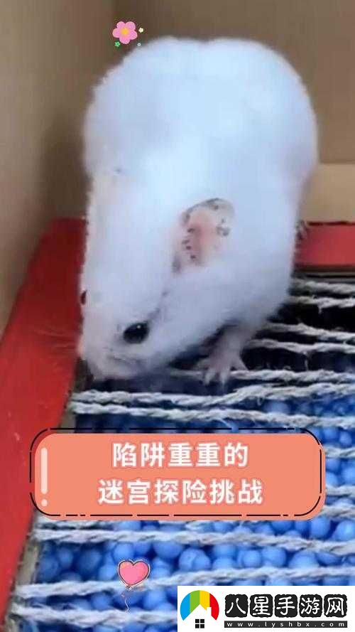 鱷魚(yú)小頑皮