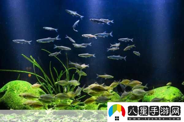 籃球隊的公共玩具正偉
