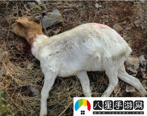 “人日羊會(huì )”神秘病來(lái)襲