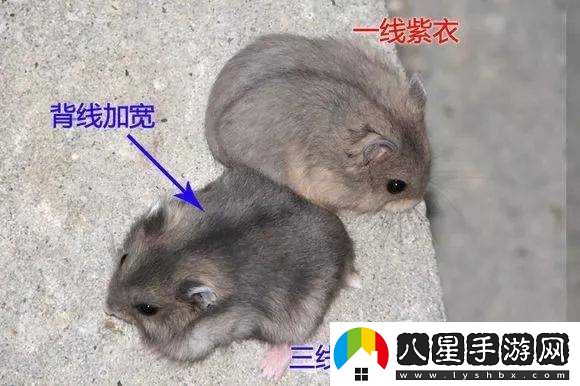 日本一線(xiàn)與三線(xiàn)的區別圖片
