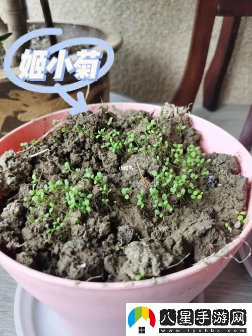 奇觀(guān)！姬小滿(mǎn)“破土而出”
