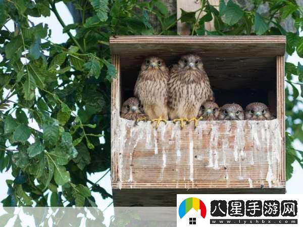 MamaHawk翱翔天際化身鷹媽媽主宰藍天！