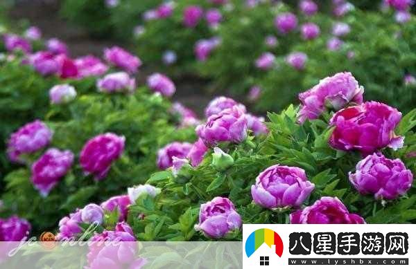 共道牡丹時(shí)相隨買(mǎi)花去1.＂共道牡丹時(shí)光花香四溢的美麗之旅