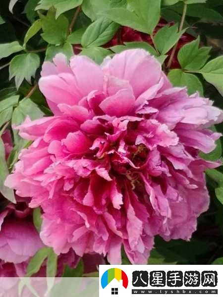 共道牡丹時(shí)相隨買(mǎi)花去1.＂共道牡丹時(shí)光花香四溢的美麗之旅