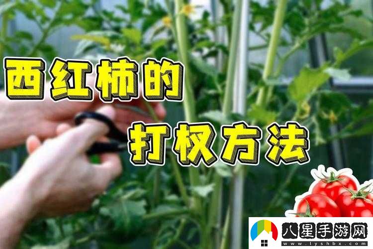 全民農場(chǎng)西紅柿種植技巧與方法