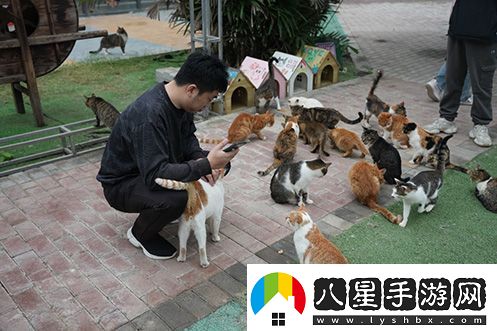 永恒之塔攜手玩家登陸“上海貓島”參與公益項目關(guān)愛(ài)社區流浪貓