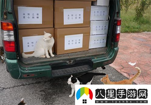 永恒之塔攜手玩家登陸“上海貓島”參與公益項目關(guān)愛(ài)社區流浪貓