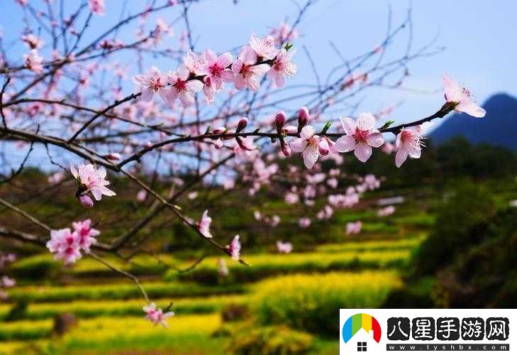 國色天香桃花朵朵開(kāi)
