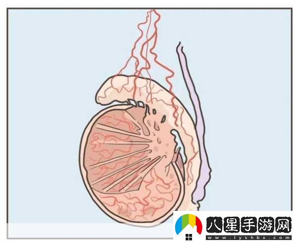 蛋蛋立了長(cháng)什么樣子呢