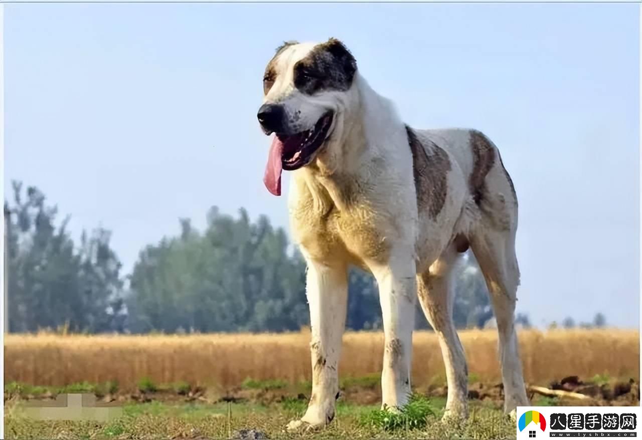 “俄羅斯犬種絕不止于‘大’！”