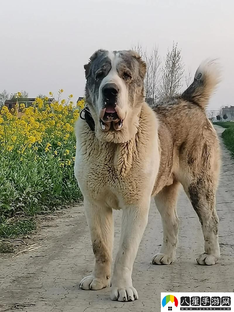 “俄羅斯犬種絕不止于‘大’！”