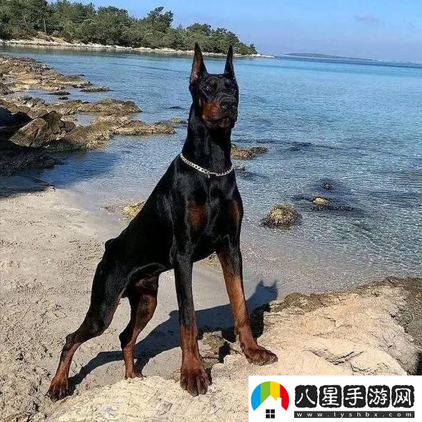 “俄羅斯犬種絕不止于‘大’！”