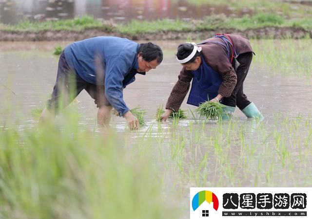 農夫與妻插秧百態(tài)