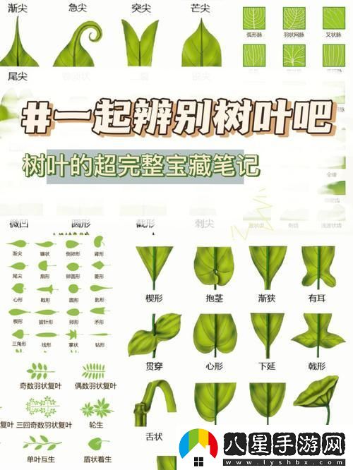 葉識無(wú)邊