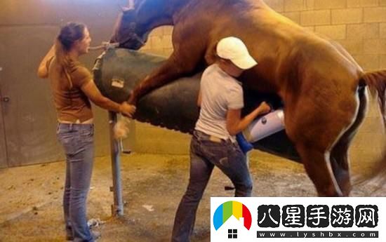 配馬全過(guò)程
