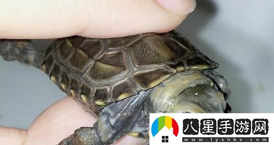 “白圈驚現雄**！全網(wǎng)瘋傳奇觀(guān)