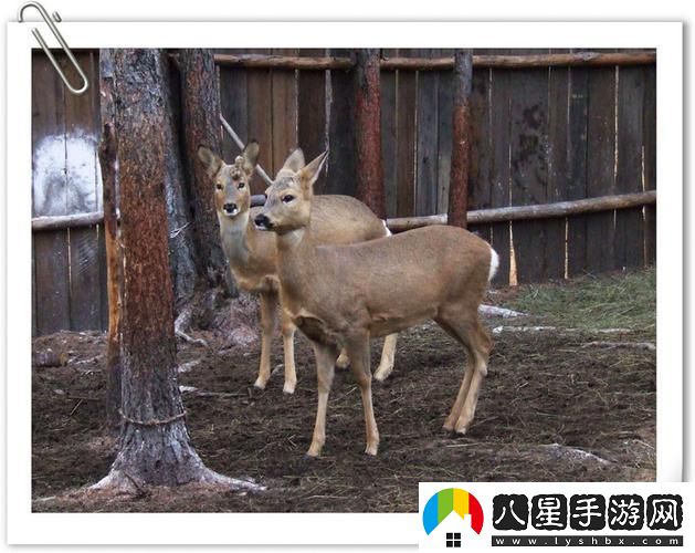 麋鹿圈養記