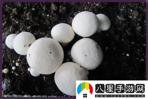 “巨灰菇”神秘現世