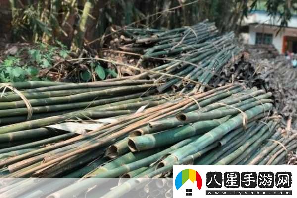 探尋蜀紙之鄉精湛竹紙制造工藝的傳奇之旅